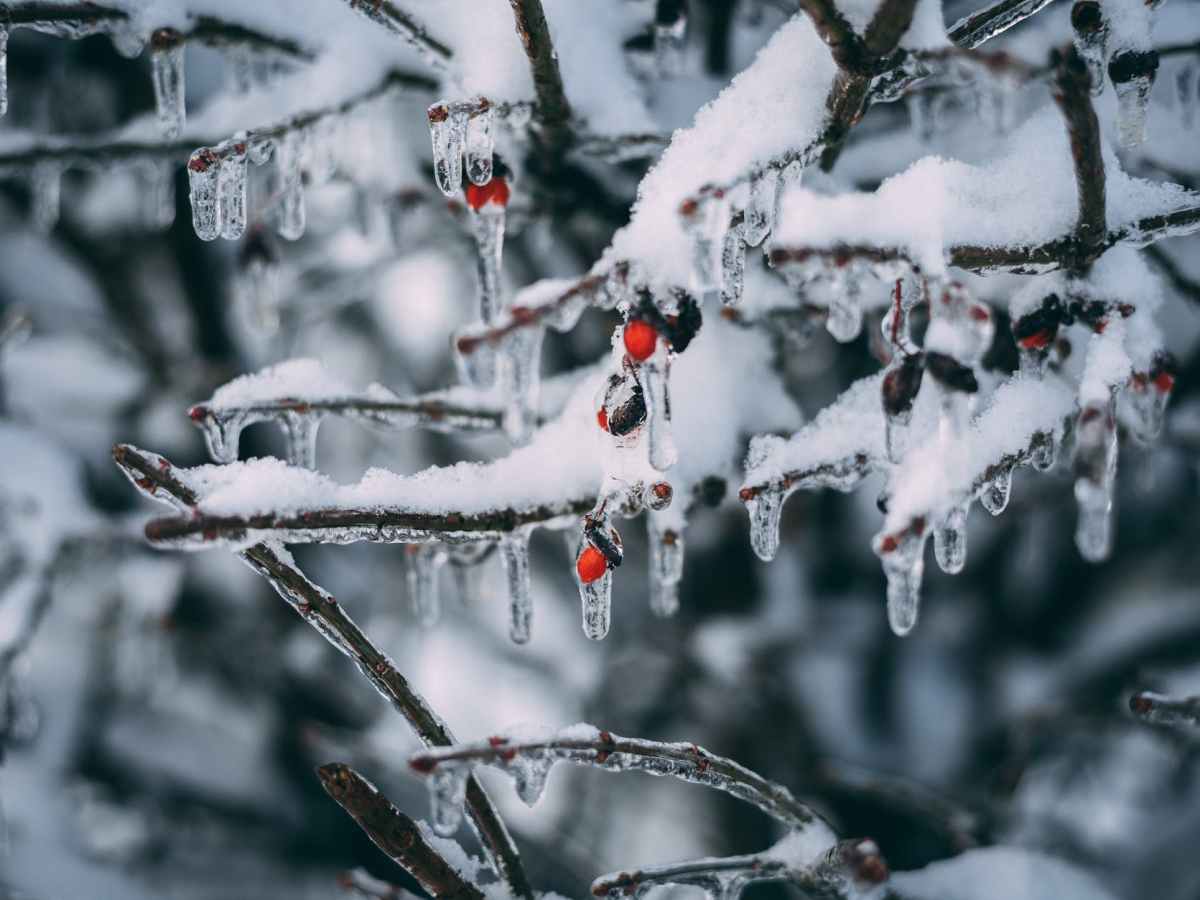 Oganj i krvavi snijeg
