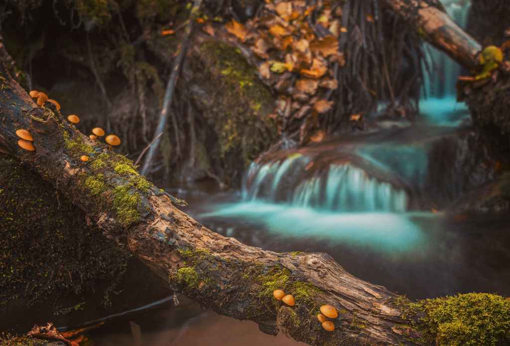 Englez i ljuti janičar