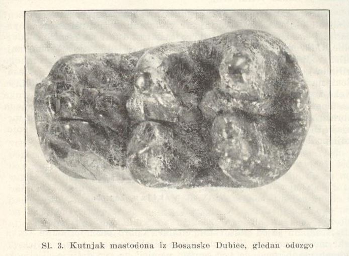 Dubički praslon – HRAST